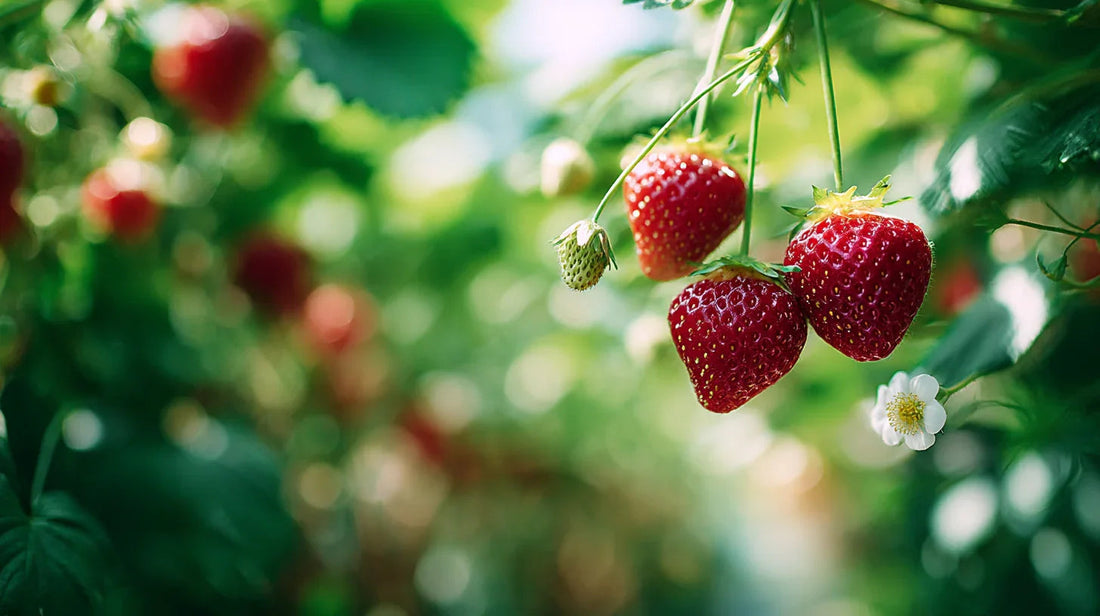 Ripe strawberries hanging from green plants