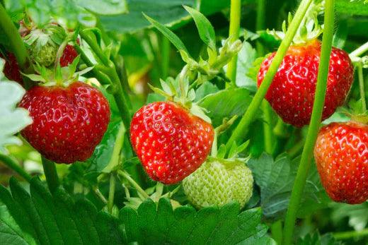 Ripe strawberries among green leaves