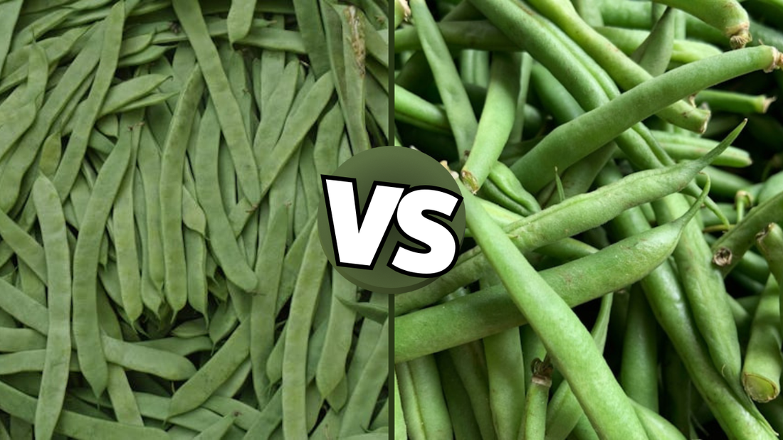 String Beans vs Green Beans