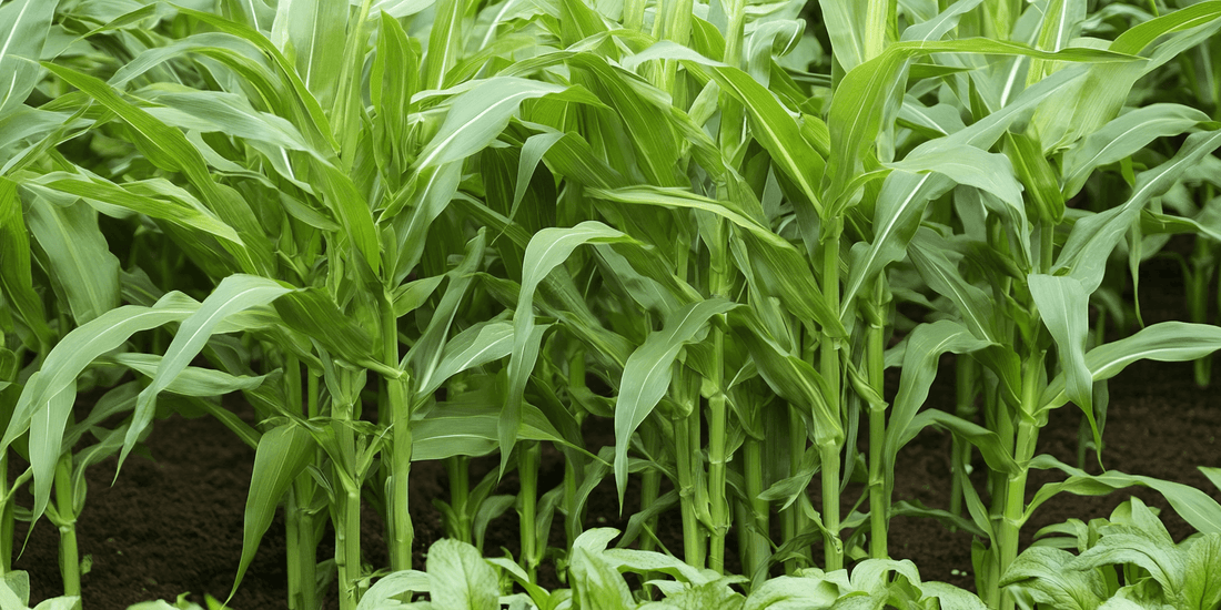 Rows of young corn plants