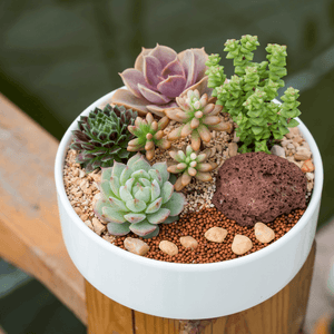 DIY Succulent Container Garden