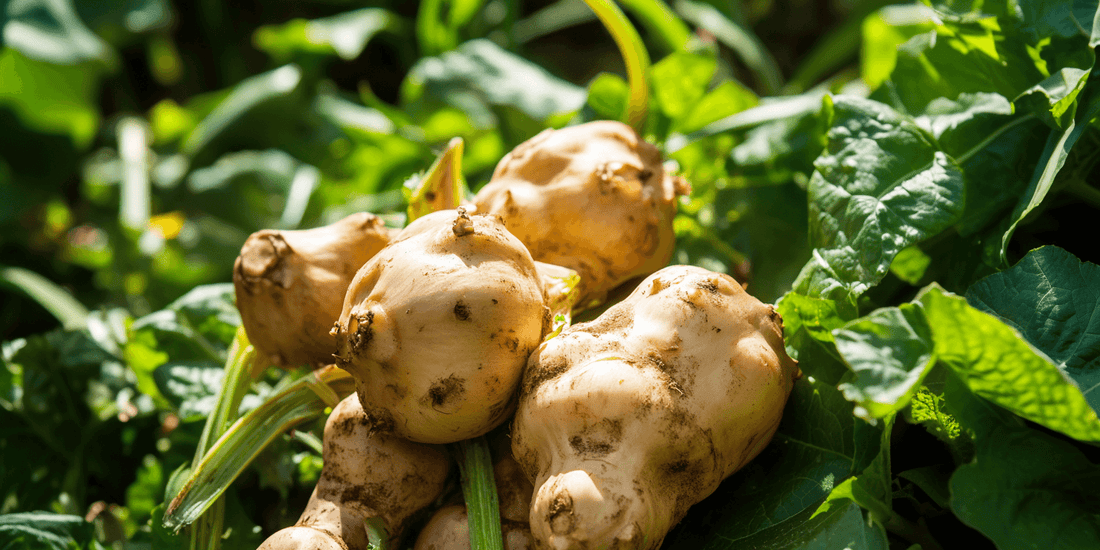 Freshly harvested Jerusalem artichokes among green leaves