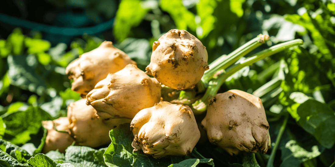 Pile of Jerusalem artichokes in a garden