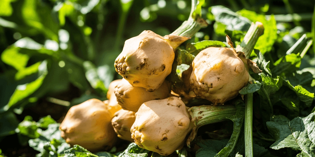 Fresh Jerusalem artichokes lying among foliage