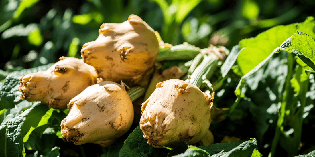 Pile of Jerusalem artichokes beside green leaves