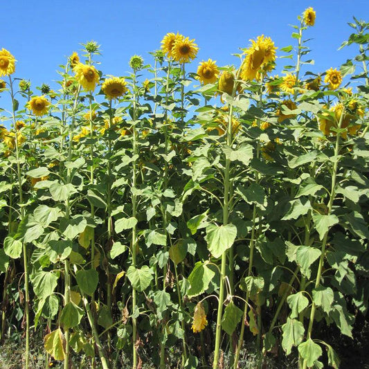 Growing Sunflowers: A Comprehensive Guide - Grow Organic