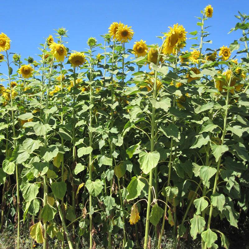 Tall sunflowers blooming in a field