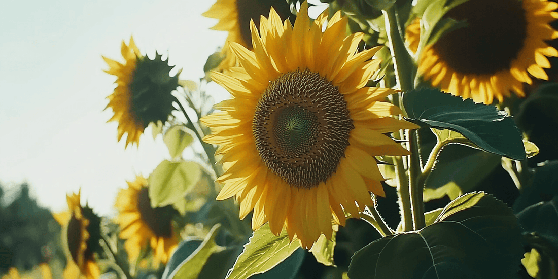 Sunflowers blooming together