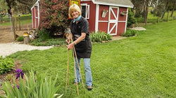 Woman using a wheel hoe on a lawn