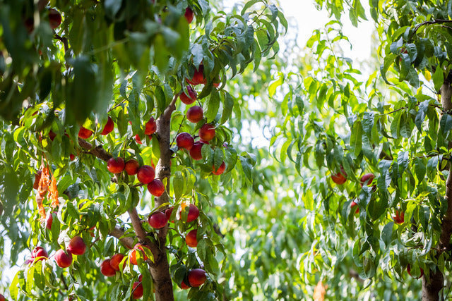 Ripe nectarines growing on a healthy tree
