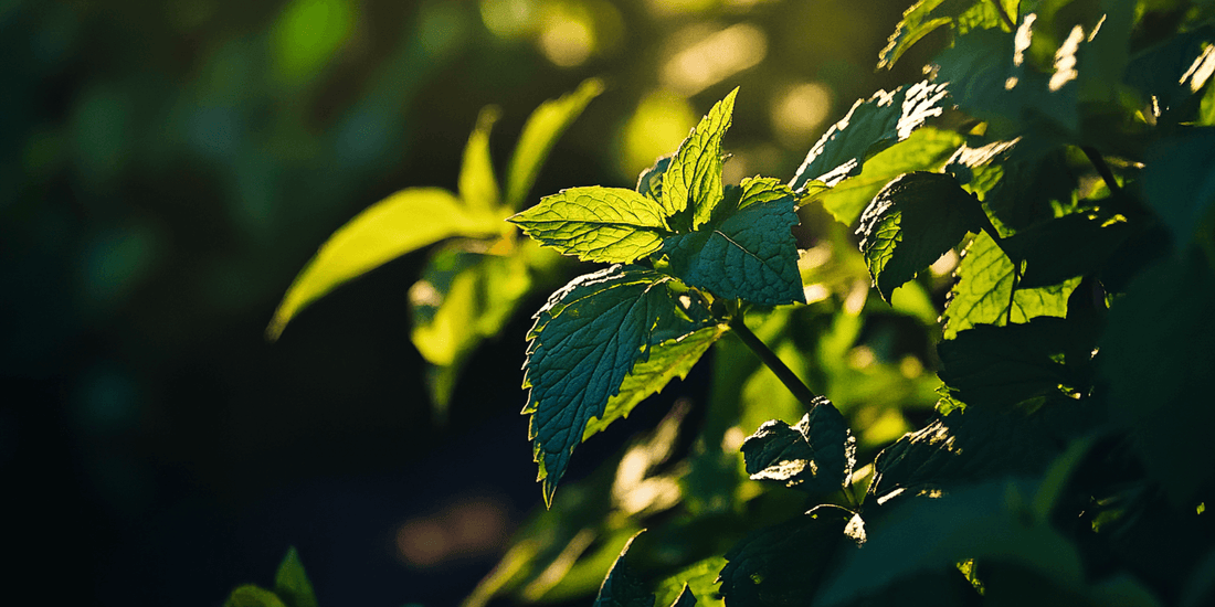 Patch of leafy mint