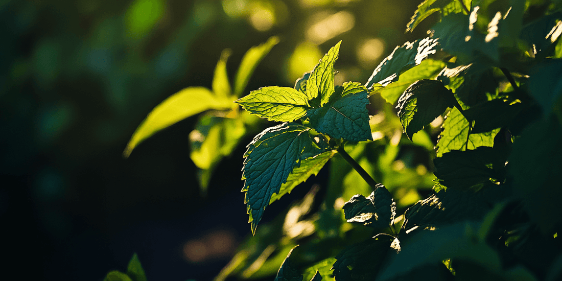 Control Mint Growth Naturally - Grow Organic