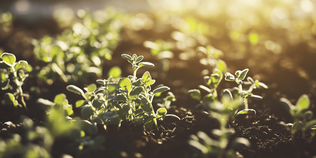 Complete Guide to Growing Thyme - Grow Organic