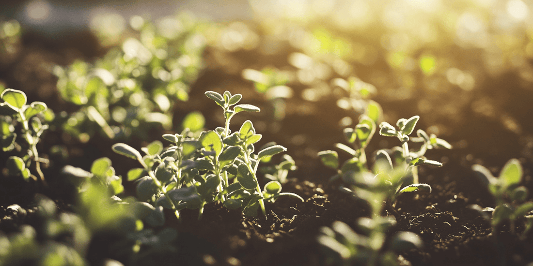 Young thyme seedlings