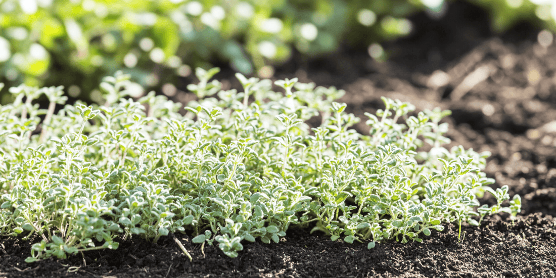 Tips for Growing Large, Healthy Thyme Plants - Grow Organic