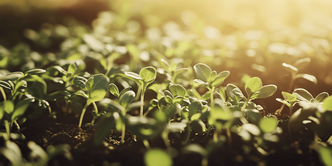 Thyme foliage in sunlight