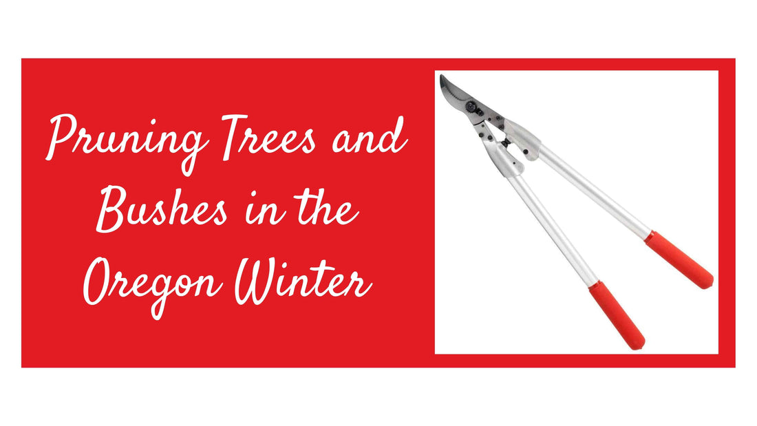 Winter tree and shrub pruning guide graphic