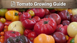 Tomato growing guide graphic over assorted fruit
