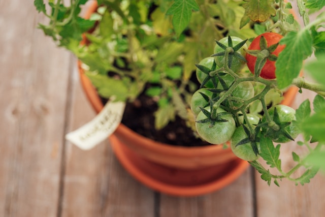 Tomato Potted Plant on a Wooden Table