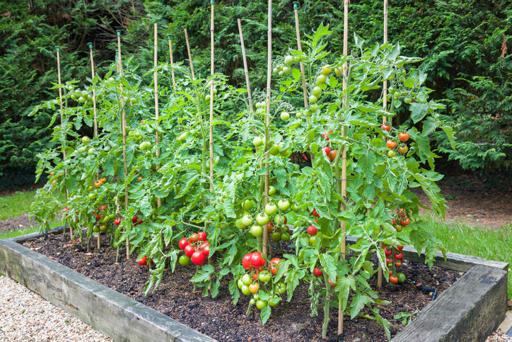 Tomato Raised Bed