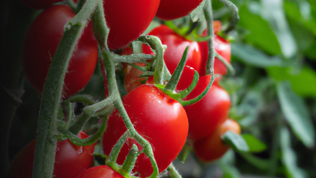 Red tomatoes ripening on the vine