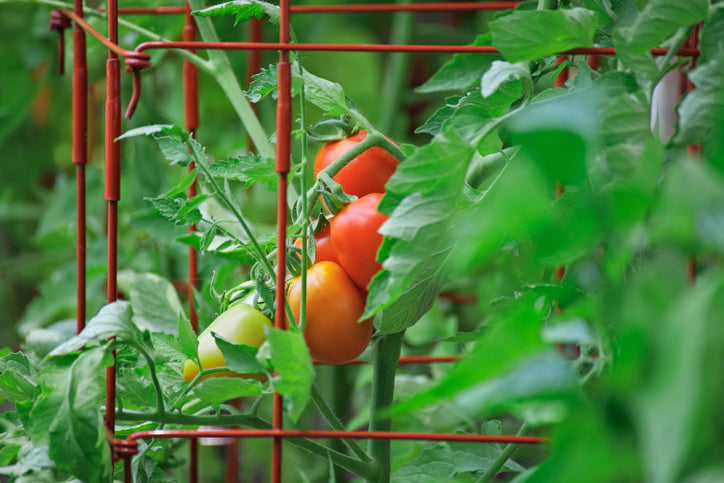 Tomatoes growing in tomato cages ripening on the vine