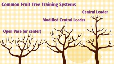 Chart of common fruit-tree training systems