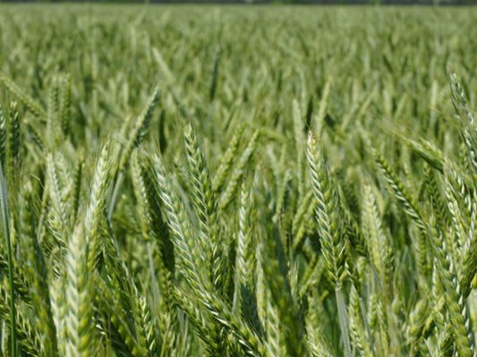 From Grain to Ground: The Versatility of Triticale as a Cover Crop