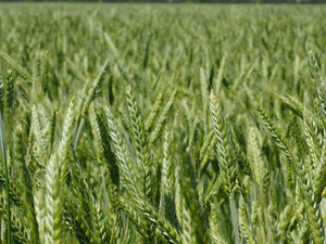 Triticale as a Cover Crop: Planting & Management