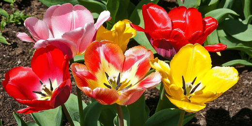 Colorful tulips blooming in a garden