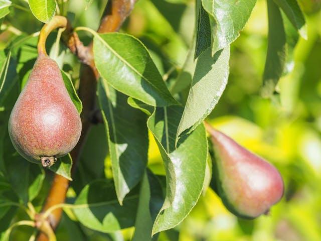 Unripe pears developing after successful cross-pollination