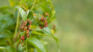 Peach Leaf Curl: Symptoms, Lifecycle and Prevention