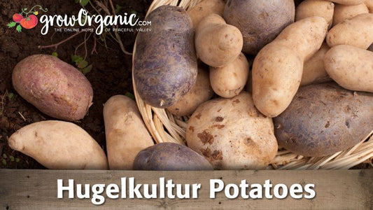 Hugelkultur potatoes guide graphic over assorted potatoes