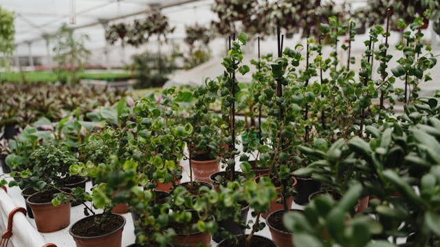 Rows of potted plants inside a greenhouse