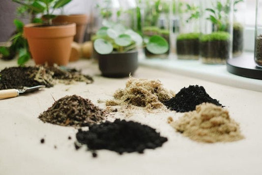 Various soil types arranged on a table surrounded by potted plants, ideal for garden enthusiasts