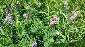 Planting Vetch for Soil Structure Enhancement - Grow Organic
