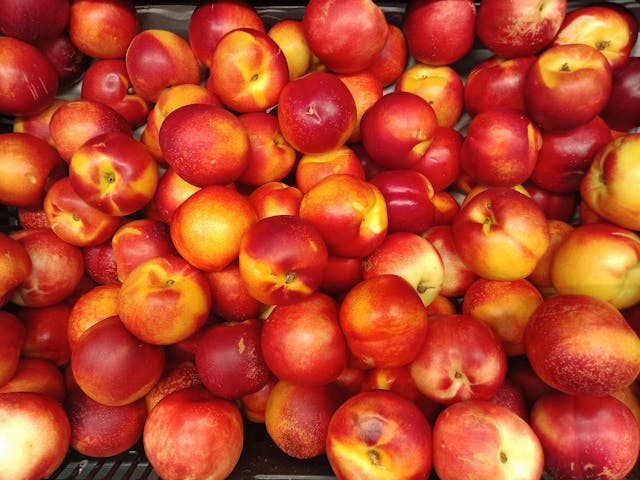 Fresh nectarines arranged for ripening and storage