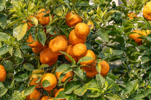 Citrus tree foliage and fruit during the growing season