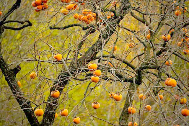 Autumn persimmon tree representing Fuyu and Jiro comparison