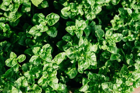 Vibrant and fresh spinach leaves, lush and full of life, perfect for healthy living themes