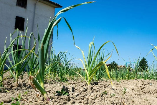 Vibrant garlic plants growing under a clear sky
