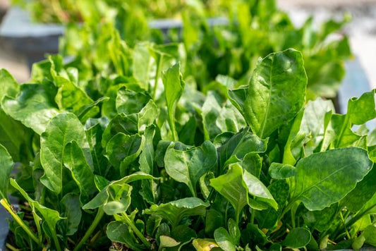 Vibrant green spinach leaves growing in a sunlit garden, showcasing nature's freshness