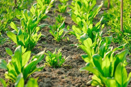 Vibrant green spinach plants growing in neatly organized rows in a sunlit garden