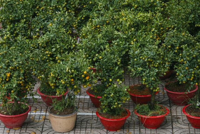 Vibrant kumquat trees in pots displayed in Ho Chi Minh City, Vietnam, capture spring's essence