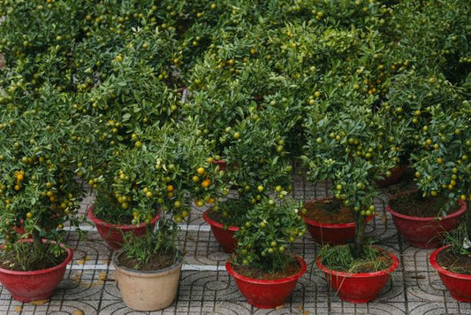 Vibrant kumquat trees in pots displayed in Ho Chi Minh City, Vietnam, capture spring's essence