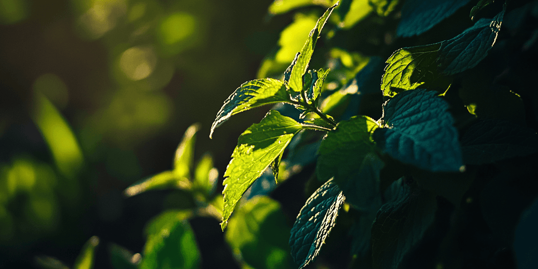 Mint plant with textured leaves