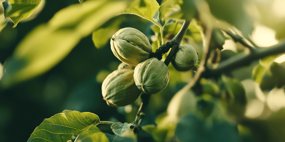 Walnuts and foliage for a complete walnut growing guide