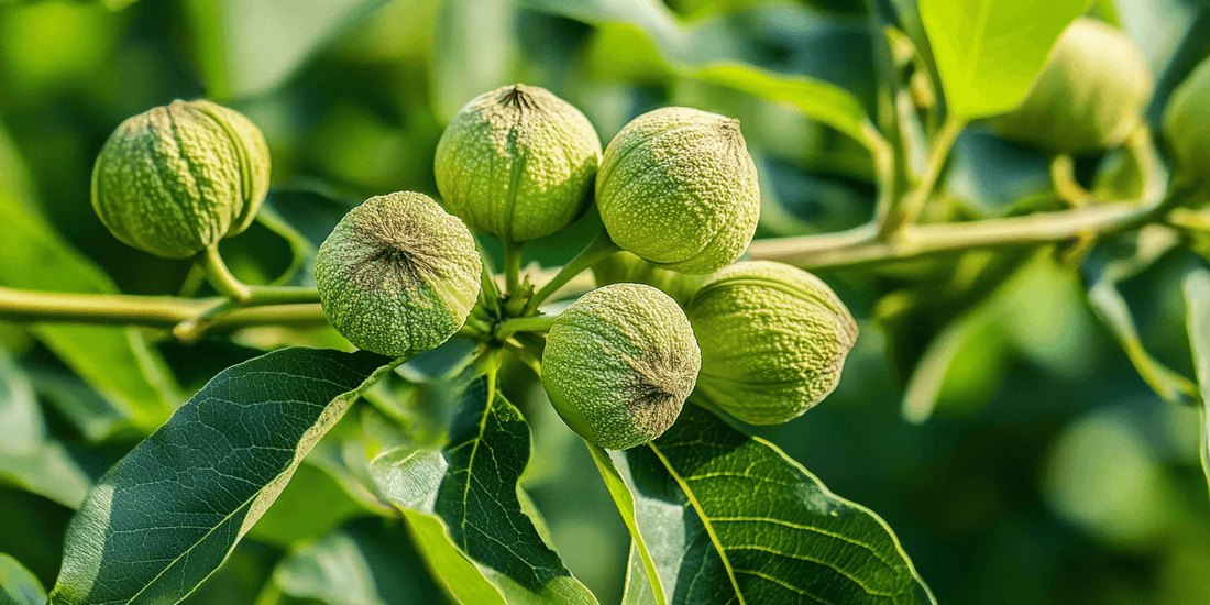Walnut climate and soil requirements for choosing a planting site