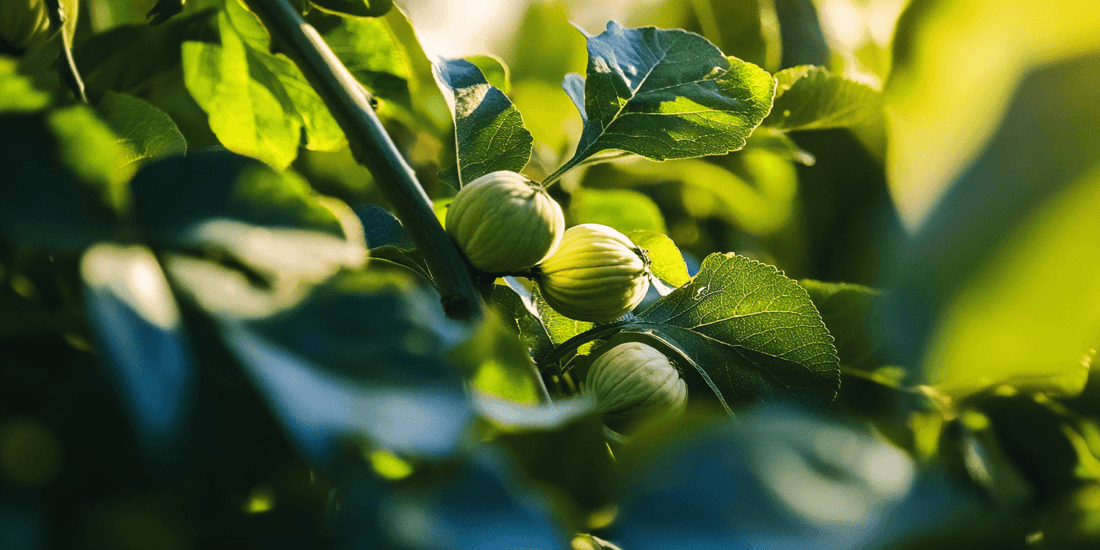 Variety Selection for Walnut Trees: Choosing the Right Fit for Your Orchard - Grow Organic