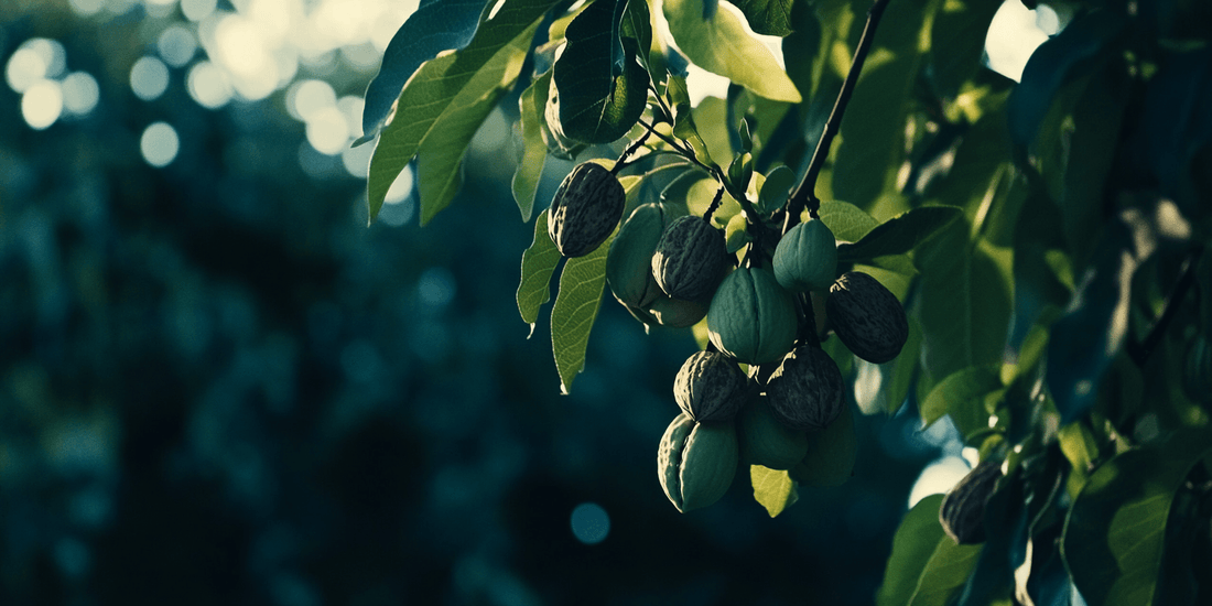 Walnut tree planting guide for depth, spacing and establishment